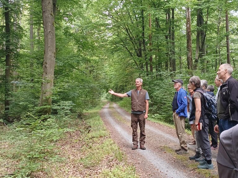 Waldspaziergang im Stromberg